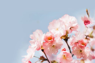 Japon pembe kiraz çiçeği ve yaprakları