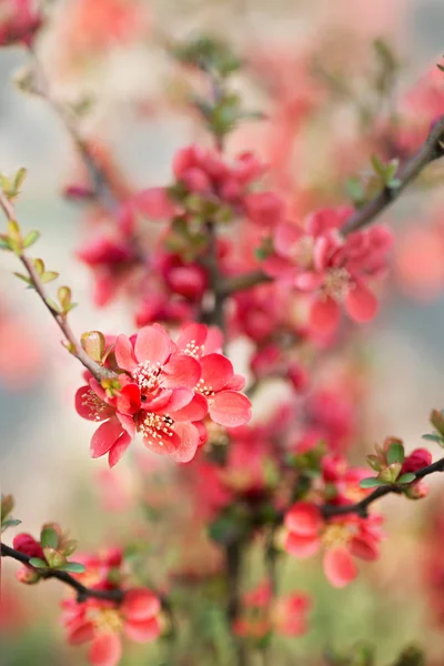 Květ japonských chaenomelů — Stock fotografie