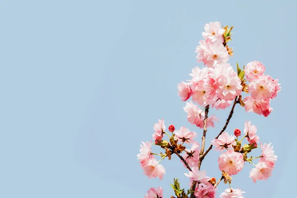 Japanese pink cherry blossom and petals — Stock Photo, Image