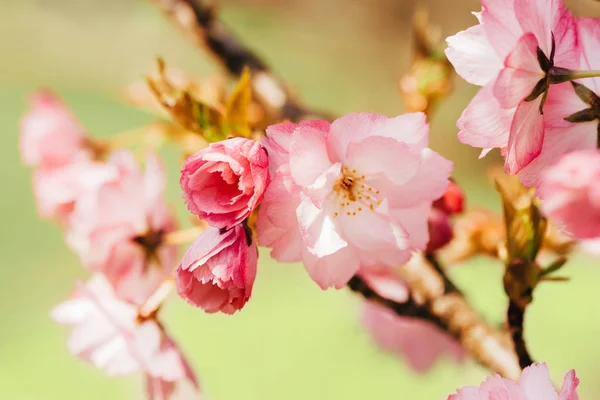 Japanese pink cherry blossom and petals — Stock Photo, Image