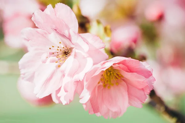 Japanese pink cherry blossom and petals — Stock Photo, Image