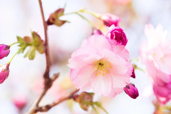 Japanese pink cherry blossom and petals — Stock Photo, Image