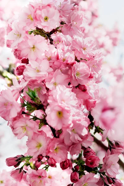 Japanische rosa Kirschblüten und Blütenblätter — Stockfoto
