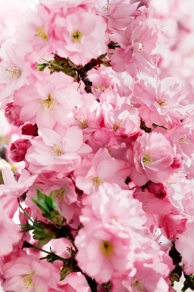 Japanische rosa Kirschblüten und Blütenblätter — Stockfoto