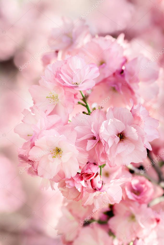 Cherry blossom pink japan pussy