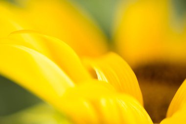 Ayçiçeğisoyut doğa arka plan detay