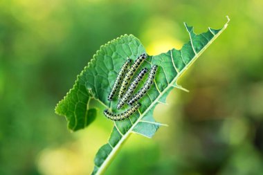 Tırtıllar Grubu genç yabanturpu yaprakları yiyor