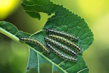Tırtıllar Grubu genç yabanturpu yaprakları yiyor