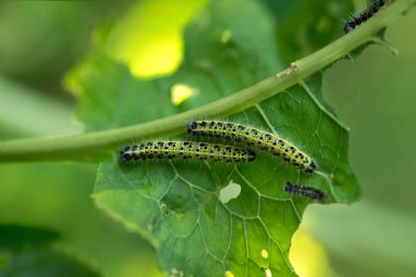 Tırtıllar Grubu genç yabanturpu yaprakları yiyor
