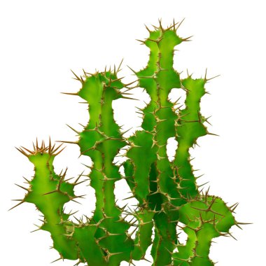 Kaktüs, Euphorbia grandicornis beyaz arka planda izole edilmiş.