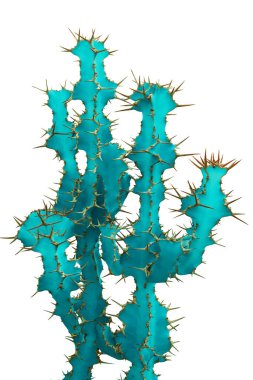 Kaktüs, Euphorbia grandicornis beyaz arka planda izole edilmiş.