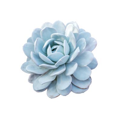 Echeveria elegans, beyaz arka planda izole çiçekler