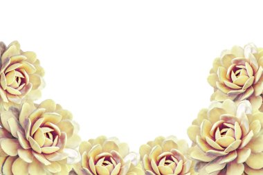 Echeveria elegans, beyaz arka planda izole çiçekler