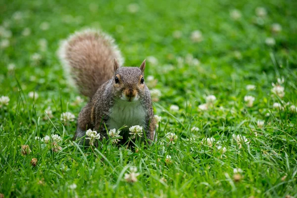 Esquilo na grama — Fotografia de Stock