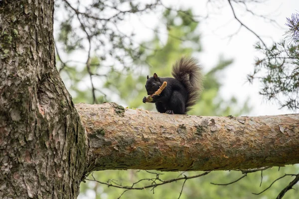 Ardilla en el árbol — Foto de Stock