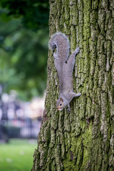 Σκίουρος στο δέντρο — Φωτογραφία Αρχείου