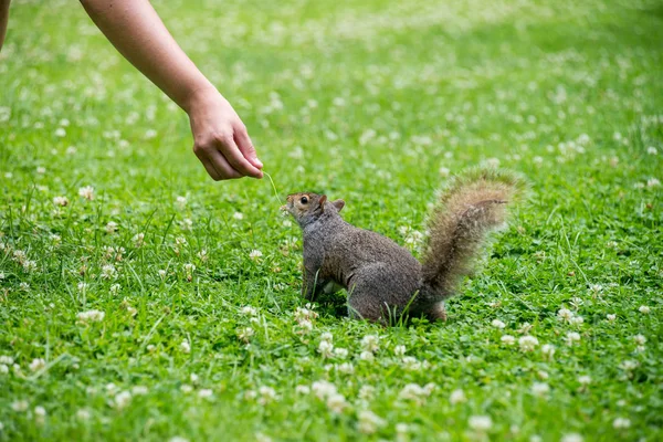 Wiewiórka w trawie — Zdjęcie stockowe