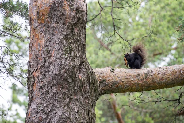 Σκίουρος στο δέντρο — Φωτογραφία Αρχείου