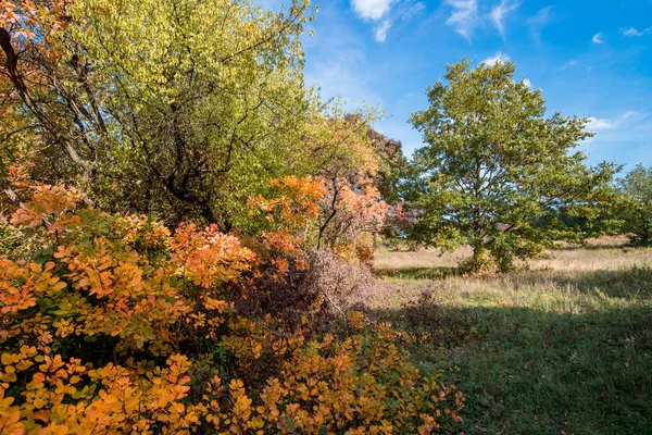 Arbres à l'automne — Photo