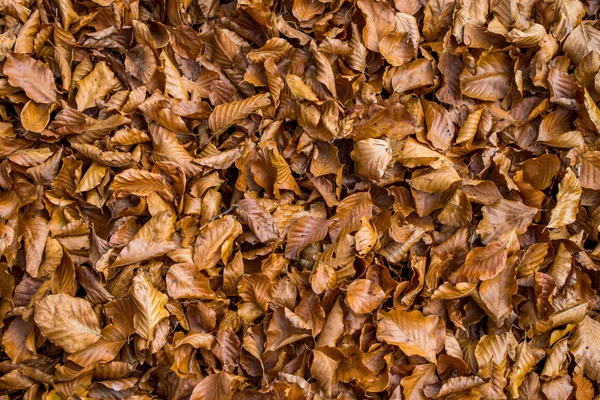 Coloridas hojas de otoño en el suelo en el bosque — Foto de Stock