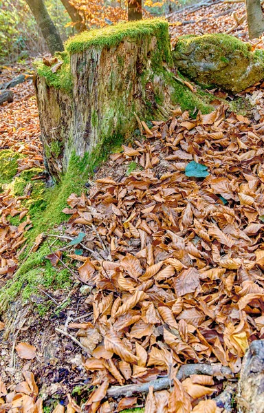 Mousse de Grenn sur les arbres dans la forêt — Photo