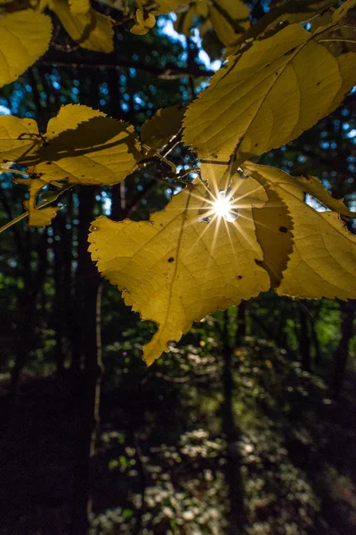 Hojas amarillas y estrellas del sol en el bosque — Foto de Stock