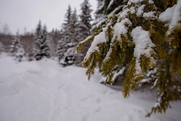 Utsikt över snöiga träd i bergen — Stockfoto