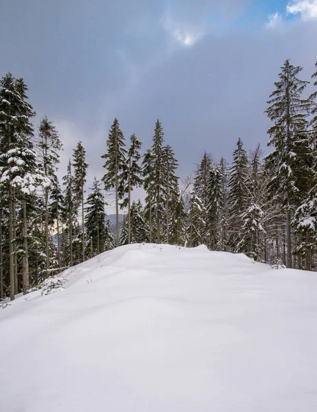 Pohled na zasněžené stromy v horách — Stock fotografie