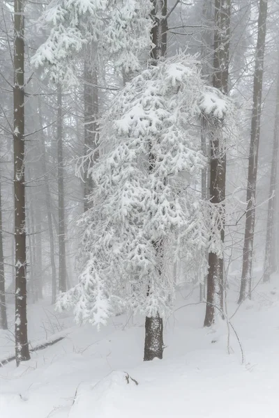 Mystiska woods täckt av snö på vintern — Stockfoto