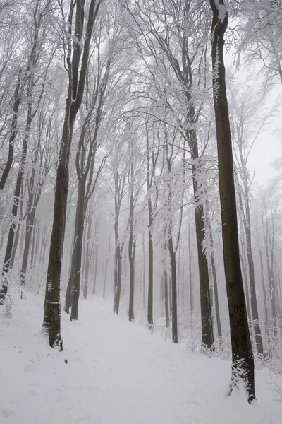 Mystiska skogen vintertid — Stockfoto