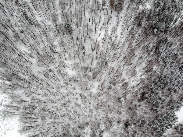 Вид з повітря на засніжені дерева в горах — стокове фото