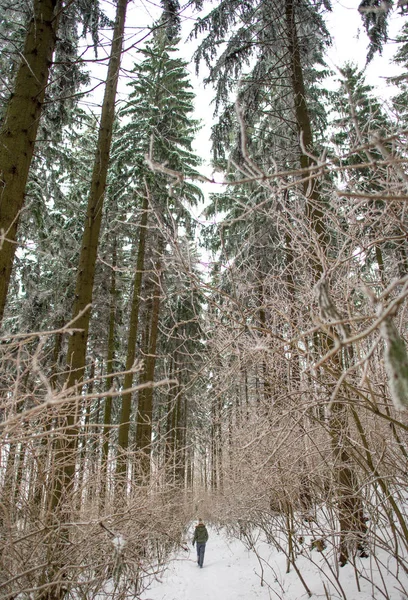 Snötäckta tallar i skogen — Stockfoto