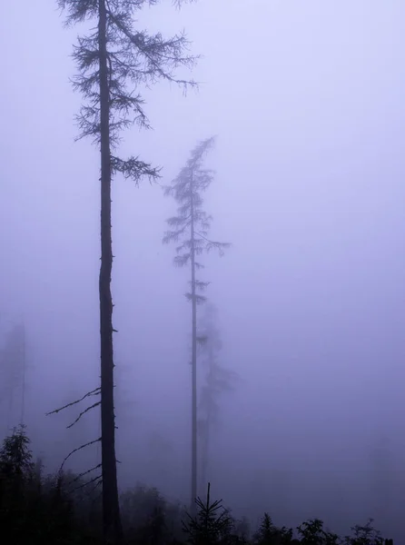 Niebla mística en el bosque en otoño —  Fotos de Stock