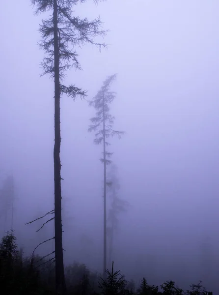 Mystical fog in the forest at autumn — Stock Photo, Image