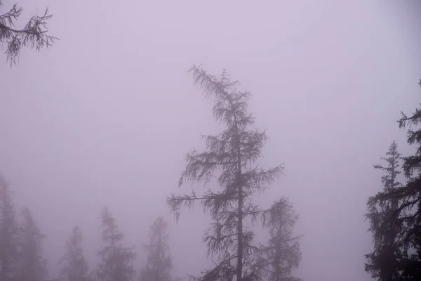 Mystical fog in the forest at autumn — Stock Photo, Image