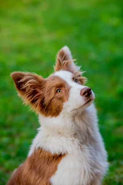 地面に座っている栗毛ボーダーコリー犬 — ストック写真