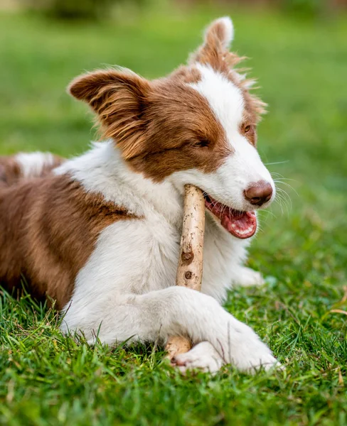 Pies brązowy border collie, grając kijem — Zdjęcie stockowe