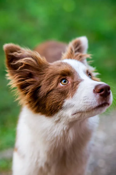 Brown border collie dog sitting on the ground — Stock Photo, Image