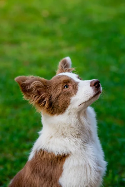 Brown fronteira collie cão sentado no chão — Fotografia de Stock