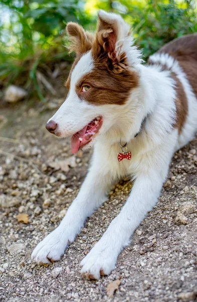 Brązowy border collie pies siedzi na ziemi — Zdjęcie stockowe