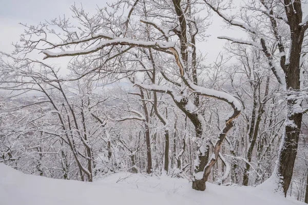 Mystiska skogen vintertid — Stockfoto