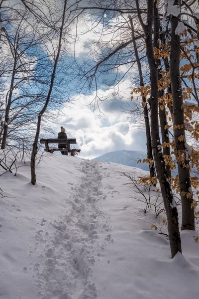 Sníh v zimě krytý lesa a modrá obloha — Stock fotografie