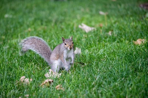 Eekhoorn in het gras — Stockfoto