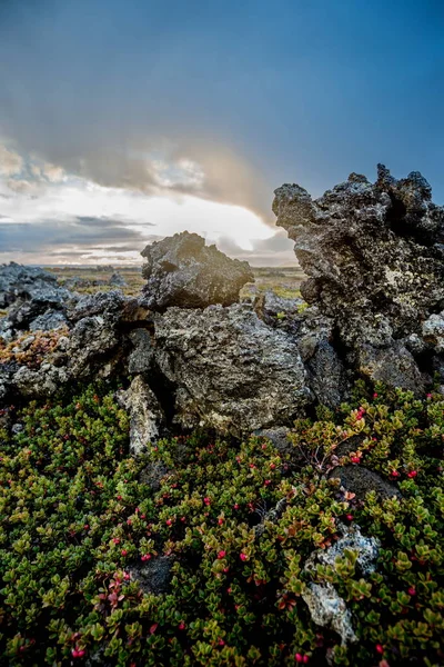 Clourful rock ve güzel İzlanda yosun — Stok fotoğraf