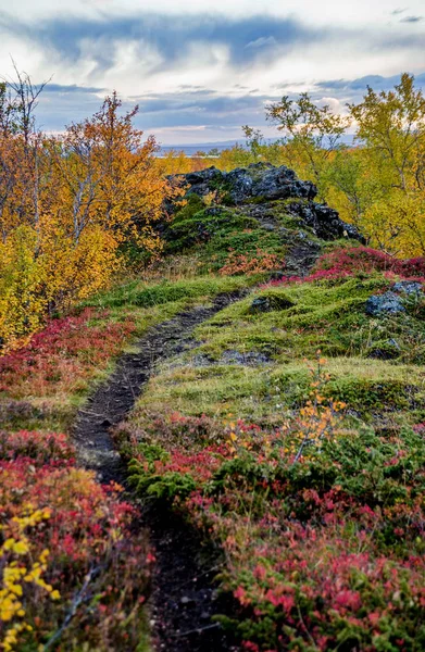 Alberi colorati sul lago Myvatn in Islanda — Foto Stock