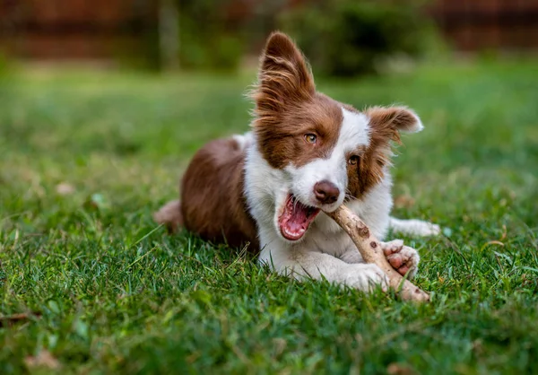 地面に座っている栗毛ボーダーコリー犬 — ストック写真