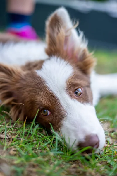 Brun bordercollie hund sitter på marken — Stockfoto