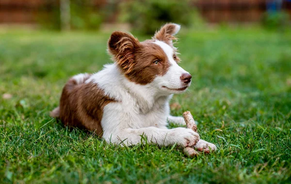 Brązowy border collie pies siedzi na ziemi — Zdjęcie stockowe