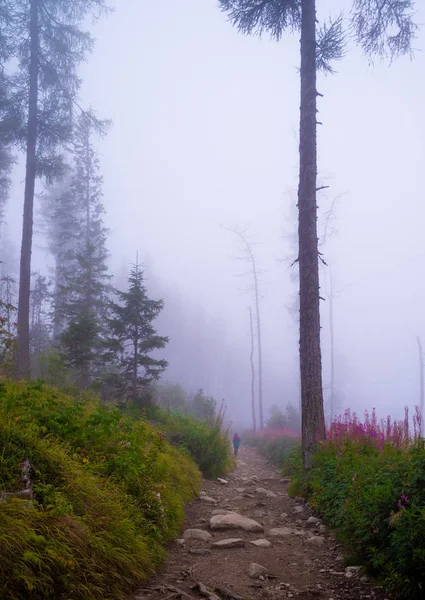 Niebla mística en el bosque en Eslovaquia — Foto de Stock