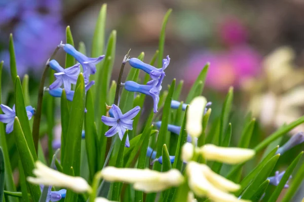 Schöne lila Blumen in wilder Natur — Stockfoto